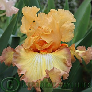 Tall Bearded Iris Oil Painting