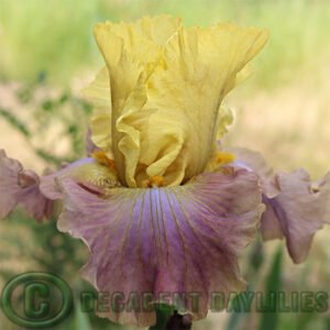 Tall Bearded Iris Room For Romance