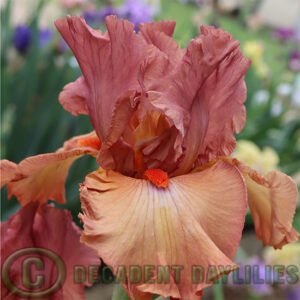Tall Bearded Iris Safari Sunset