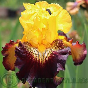 Tall Iris - Stole The Show