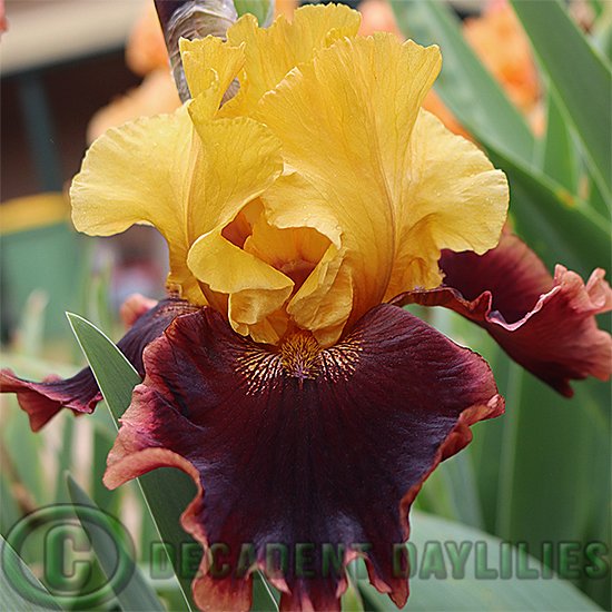 Tall Bearded Iris Ancient Echoes