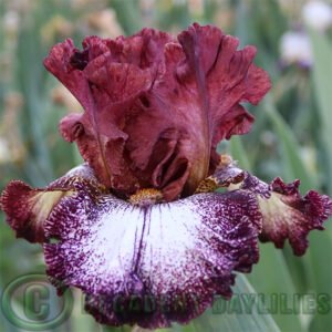 Tall Bearded Iris Huckleberry Sundae