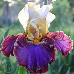 Tall Bearded Iris Mysterioso