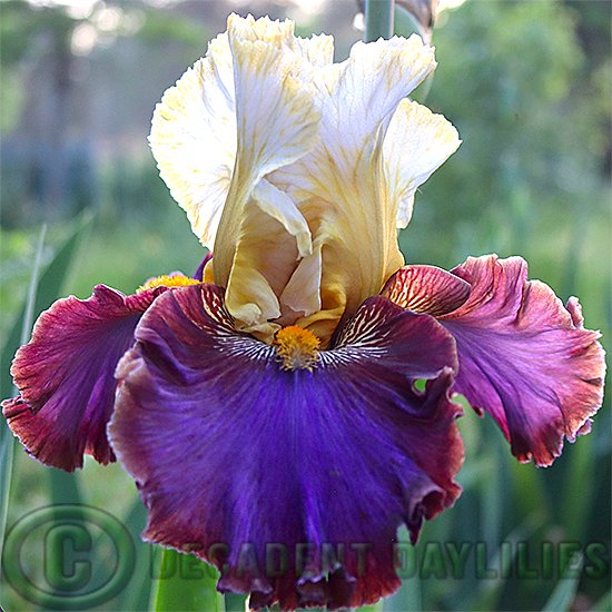 Tall Bearded Iris Mysterioso