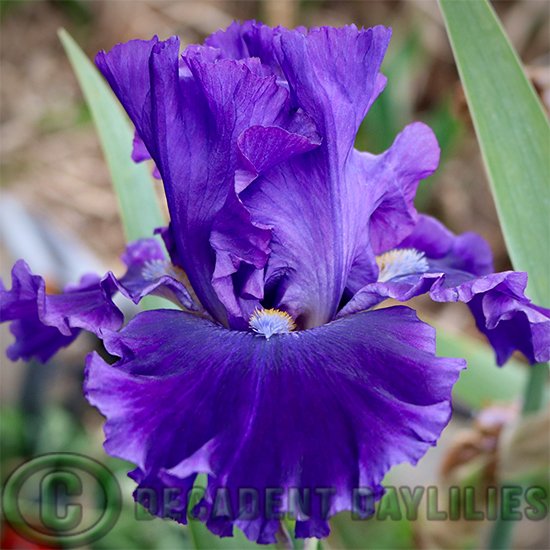 Tall Bearded Iris Serena Louisa