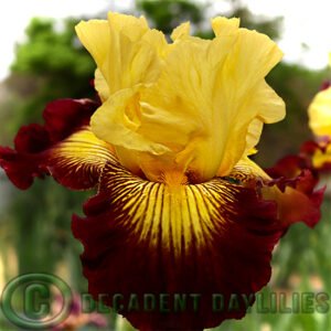 Tall Bearded Iris Snapshot
