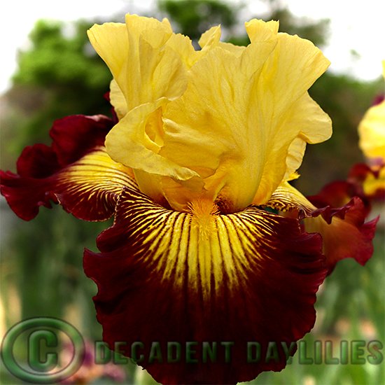 Tall Bearded Iris Snapshot