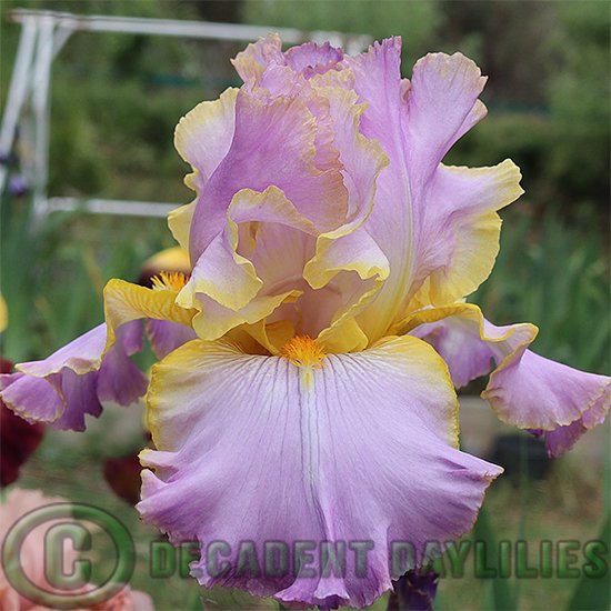 Tall Bearded Iris All About Spring