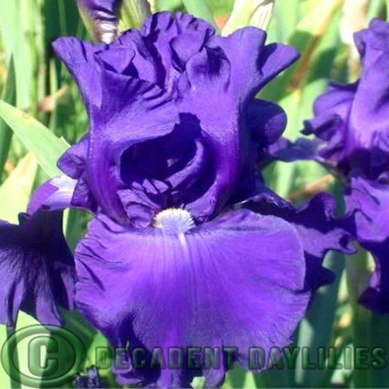 Tall Bearded Iris Aussie Challenge