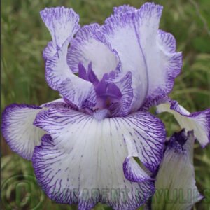 Tall Bearded Iris Autumn Circus
