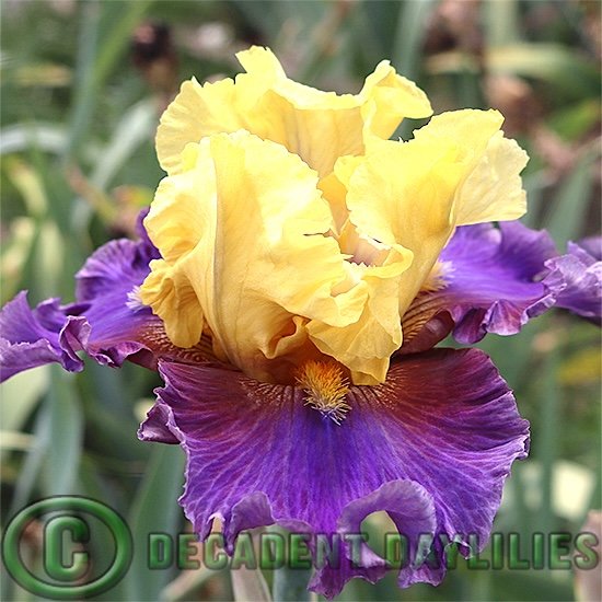 Tall Bearded Iris Devil's Duchess