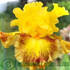 Tall Bearded Iris Electric