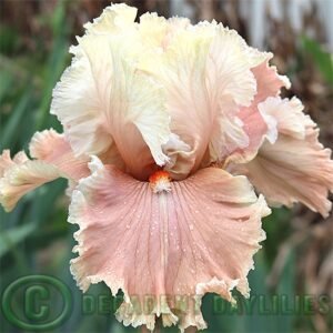 Tall Bearded Iris Gathering Light
