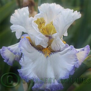 Tall Bearded Iris Margin Trader