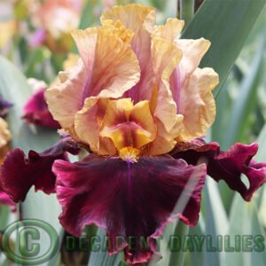 Tall Bearded Iris Rustic Royalty
