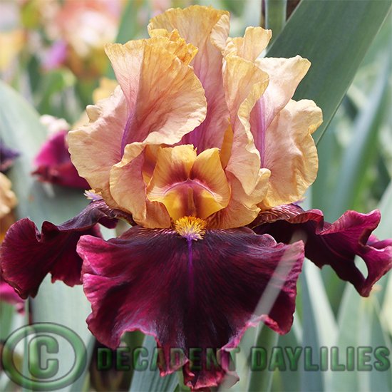 Tall Bearded Iris Rustic Royalty