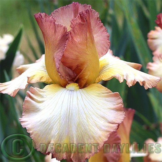 Tall Bearded Iris Scottish Reel