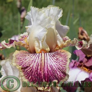 Tall Bearded iris Insaniac