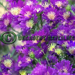 Aster 'Midnight' deep violet flowers