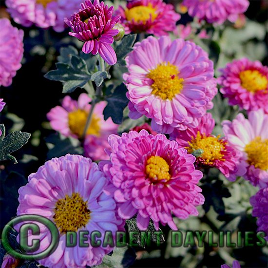 Chrysanthemum Mei-Kyo, spray chrysanthemum