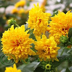 Helianthus Loddon Gold