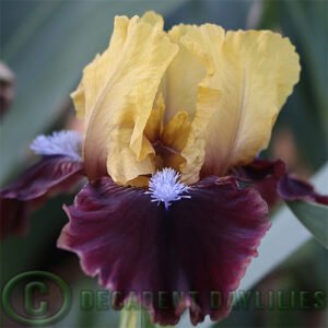 Dwarf Bearded Iris - Barb N Berry Pie