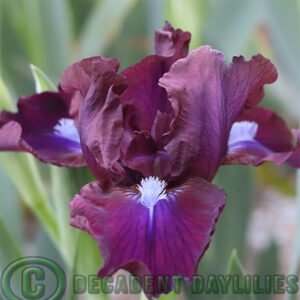 Dwarf Bearded Iris - Genie Of The Lamp