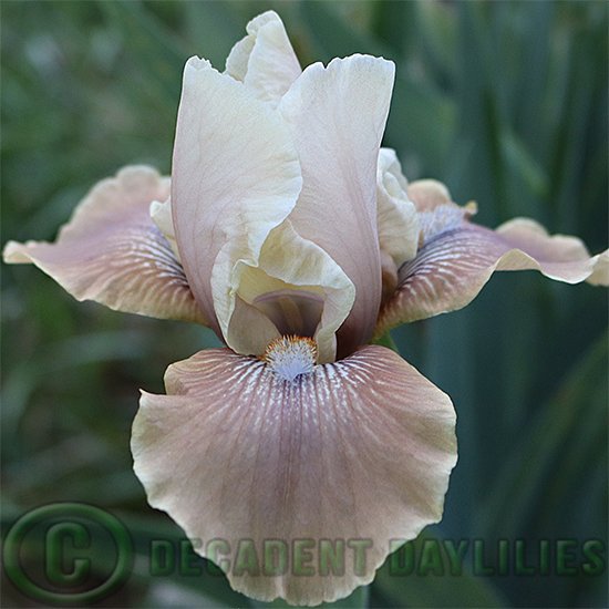 Median Bearded Iris Just Dance