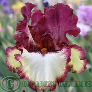 Tall Bearded Iris Class Ring