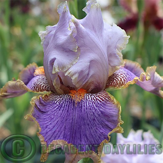 Tall Bearded Iris Effective