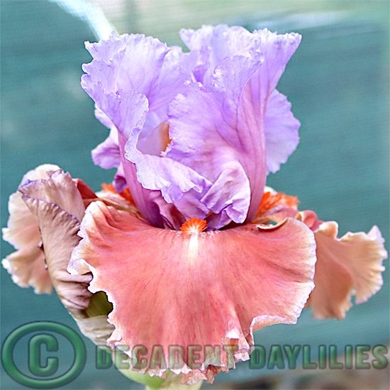 Tall Bearded Iris Maybe Magic