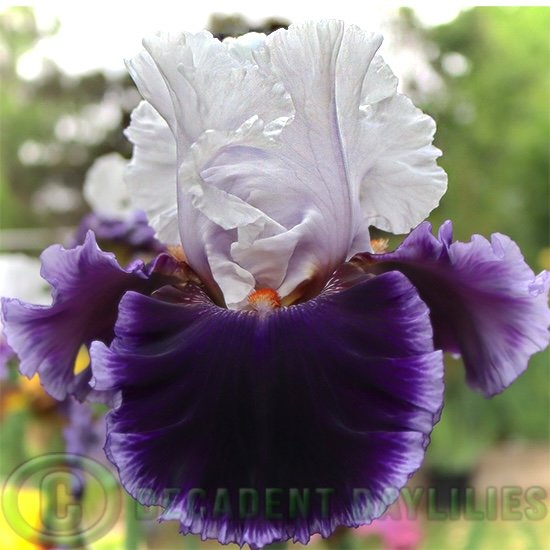 Tall Bearded Iris Sense Of Class