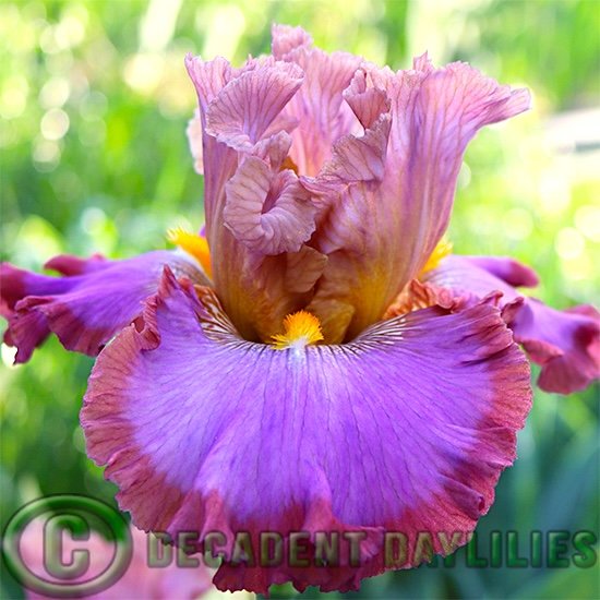 Tall Bearded Iris Thrill Ride