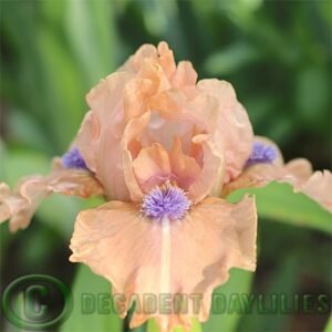 Dwarf Bearded Iris Lead The Way