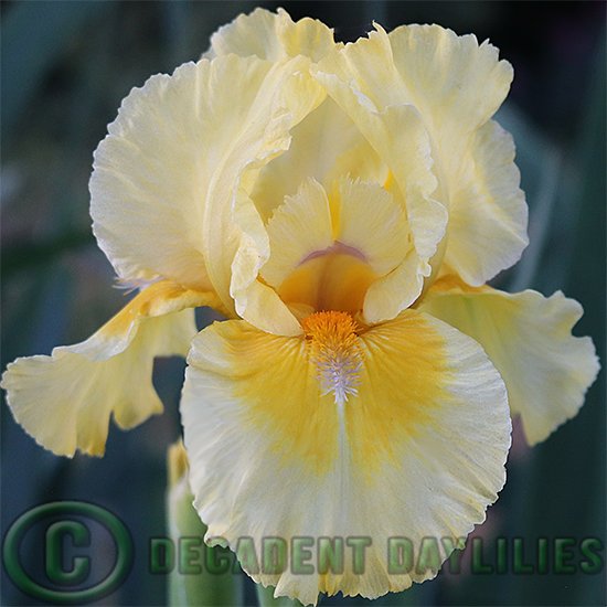 Median Bearded Iris Coloursonic