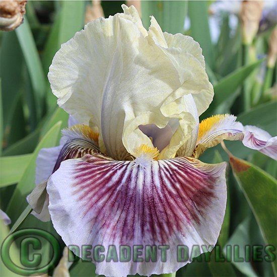 Median Bearded Iris Hypnotic Vibe
