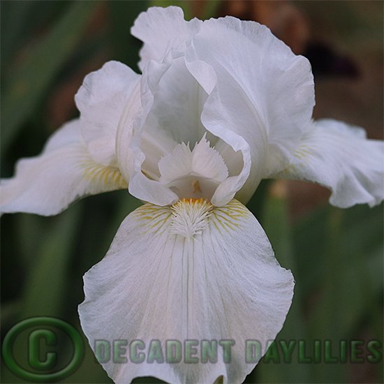 Median Bearded Iris Low Ho Silver