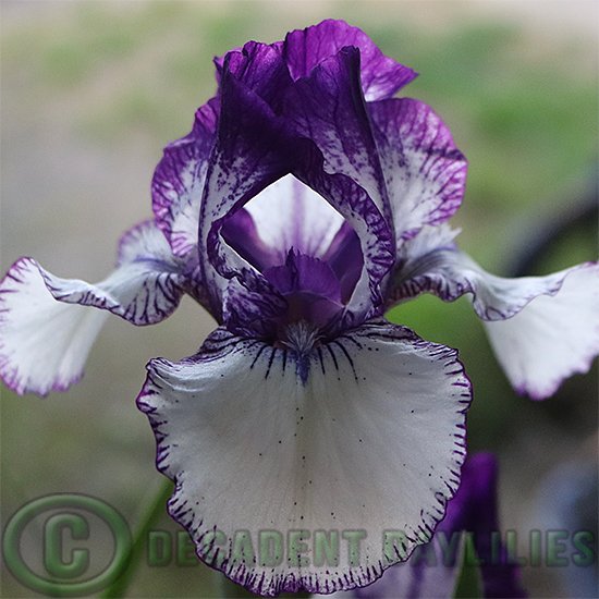 Median Bearded Iris Rare Edition