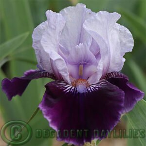 Median Bearded Iris Royalaz