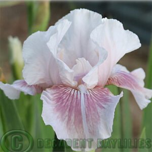 Median Bearded Iris Seduced