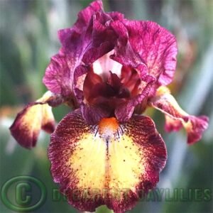 Median Bearded Iris Tripod
