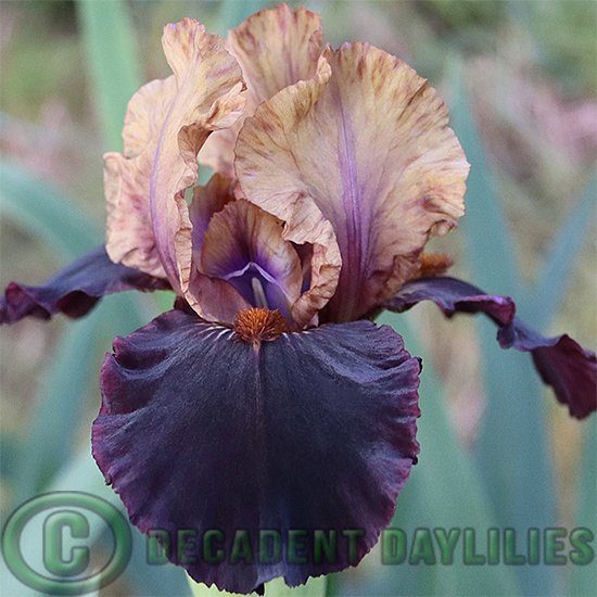 Median Bearded Iris Witchwork