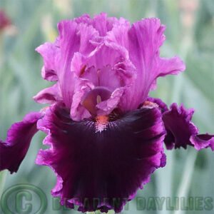 Tall Bearded Iris Accessible