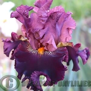 Tall Iris - Buccaneer's Prize