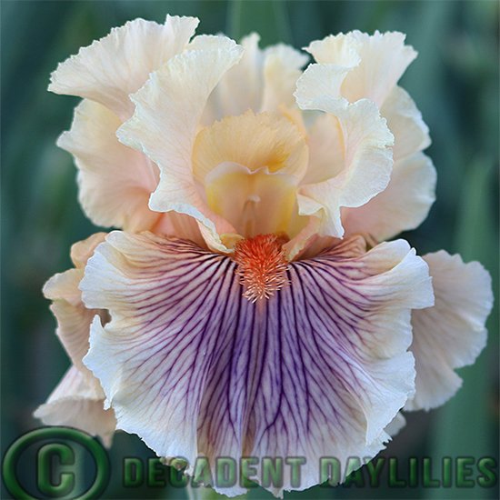 Tall Bearded Iris Dreamalot