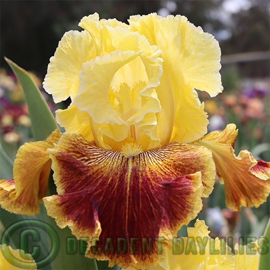 Tall Bearded Iris French Riviera