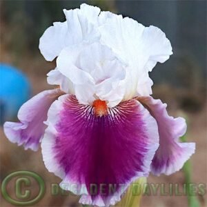 Tall Bearded Iris Gracious Curves