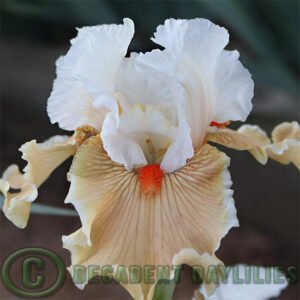 Tall Bearded Iris Minds Eye