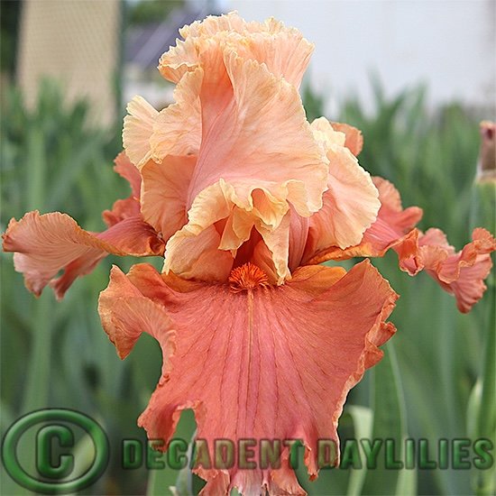 Tall Bearded Iris October Dreaming