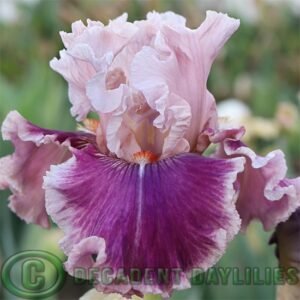 Tall Bearded Iris Oxford Countess